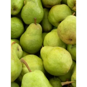 Dwarf Bartlett Pear Tree Bare Root - 4 to 5 Feet Tall Fruit Tree