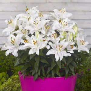 Muscadet Oriental Lilies Jumbo Pack - 10 Bulbs Per Pack - Container Friendly