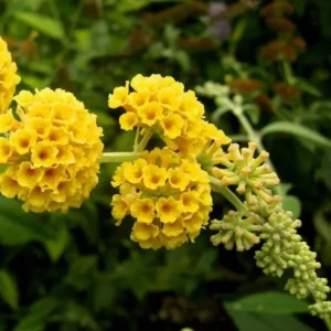 Honeycomb Buddleia Plant Live - Yellow Butterfly Bush 4-6 Inch Garden