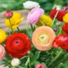 25 Pastel Mixed Ranunculus Bulbs for Planting - Buttercup Color Mix Value Bag - Plant in Gardens, Borders & Flowerbeds - Easy to Grow Fall Flowers Bulbs by Willard & May
