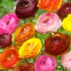 25 Picotee Ranunculus Bulbs Color Mix for Planting - Buttercup Flower Bulb Value Pack - Plant in Gardens, Containers & Flowerbeds - Easy to Grow Fall Perennial Flowers Bulbs by Willard & May