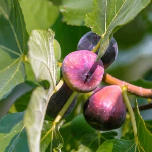LSU Purple Fig Tree - Ficus carica - Sweet Fruit Producer - Medium Size