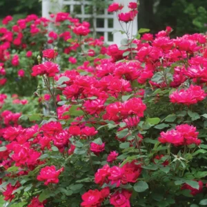 Knock Out Rose Bush - 4 Inch Pot - Red Flowers - Shrub - Disease Resistant