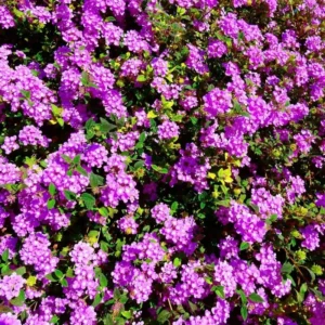 Trailing Lavender Lantana Live Plant - 4-6 Inch Perennial Flowers Outdoor