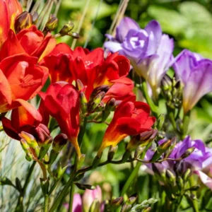 Mixed Freesia Flower Bulbs Value Bag (50 Bulbs Per Pack) - Fragrant Colorful Mix Flowering Blooms in Spring Gardens