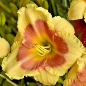 When My Sweetheart Returns Daylily Bulbs - Reblooming Flower - 1 Bulb Pack