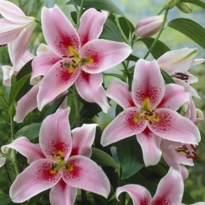 Pretty Pink Lily Collection Planting Bulbs - 12 Bulbs - Pink Flowers