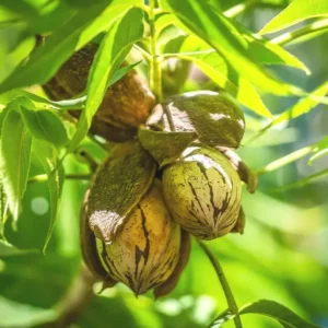 Lakota Pecan Tree - 3-4 Ft Bare Root Pecan Nut Seedlings - Carya illinoinensis