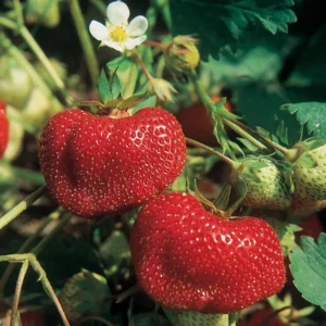Ozark Beauty Strawberry Plant - 4 Inch Pot - Everbearing Variety