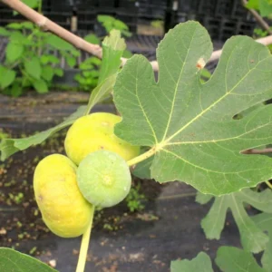 LSU Gold Fig Tree - Live Edible Fruit Tree - 2-3 Feet - Patio & Garden Plant