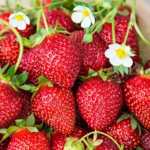 Ozark Beauty Strawberry Plant - 4 Inch Pot - Strawberry Fruit Plant
