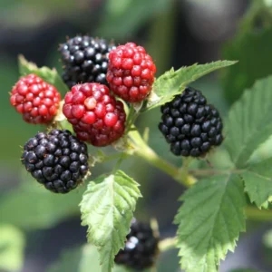 Ouachita Thornless Blackberry Plant Live 1 Gallon Pot Bush