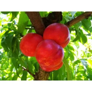Snow Queen Nectarine Tree - Bare Root Fruit Tree 4-5 Feet