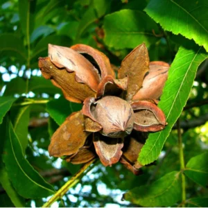 Tom Pecan Tree Live for Planting - 3-4 Feet Tall Live Plant - Bare Root - Hardy Pecan Nut Seedling
