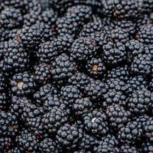 Triple Crown BlackBerry Bush Live Plant 1 Gallon Small Pot, Thornless BlackBerry Plants Live Fruit Tree for Planting Indoor Outdoor Garden Perennial