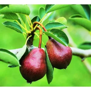 Seckel Pear Tree Bare Root 4-5 Feet - Heirloom Fruit Tree