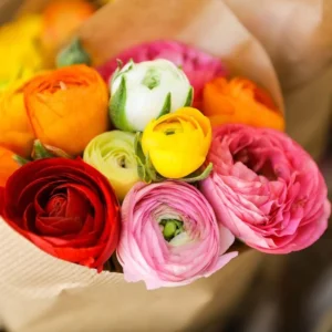 25 Pastel Mixed Ranunculus Bulbs for Planting - Buttercup Color Mix Value Bag - Plant in Gardens, Borders & Flowerbeds - Easy to Grow Fall Flowers Bulbs by Willard & May