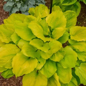 Sun Power Hosta Bulbs - 1 Bulb Pack - Easy to Grow Shade Plant