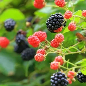 Triple Crown BlackBerry Bush Live Plant 1 Gallon Small Pot, Thornless BlackBerry Plants Live Fruit Tree for Planting Indoor Outdoor Garden Perennial