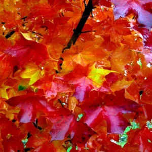 Red Sunset Maple Tree Bare Root 3-4 Feet - Acer Rubrum - Fall Color