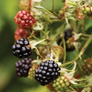 Triple Crown Thornless Blackberry Plant 1 Gallon Small Potted Fruit