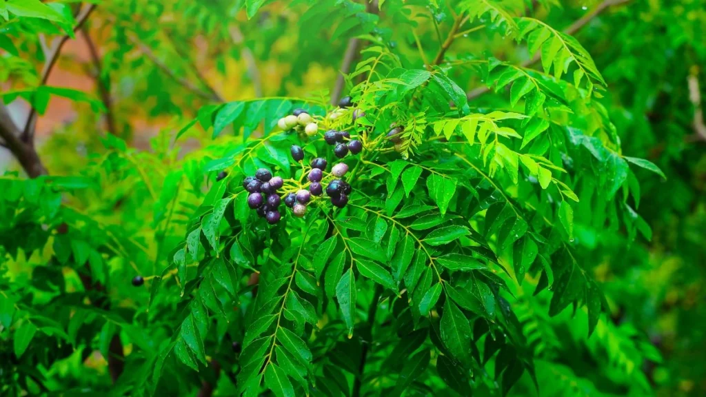 is an evergreen shrub or small tree native to India and other parts of Asia