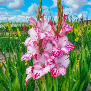 My Love Gladiolus Bulbs for Planting - 10 Bulbs Per Pack - Fragrant Large Blooms - Perennial Gladiolus Flowering Bulbs