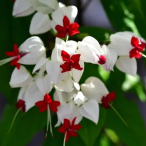 White Bleeding Heart - 1 Bulbs Per Pack - Clerodendrum Bleeding Heart Houseplant