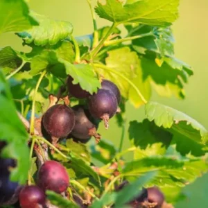 Jostaberry Gooseberry Bush Live Plant - Well Rooted Bare Root - Thornless Berry Bush for Planting