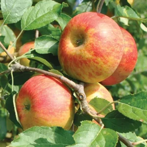 Cox's Orange Pippin Apple Tree Live Plant - 4-5 Ft Bare Root