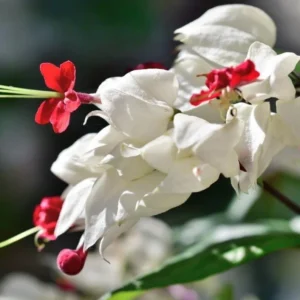 White Bleeding Heart Starter Plants - Clerodendrum 5 to 6 Inch Tall