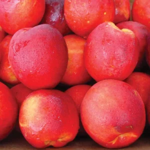 Stark SunGlo Nectarine Tree Live for Planting - Self Pollinating Live Fruit Tree 2 to 3 Feet Tall
