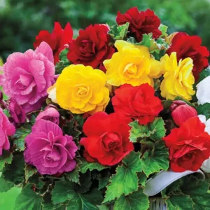 Double Begonia Collection Flower Bulbs - 12 Bulbs Per Pack - Summer Flowering Bulbs - Easy to Grow