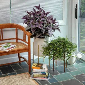 Persian Shield Plant - 2 Live Royal Purple Plants 4 Inch Pot, 4-6 Inch Tall