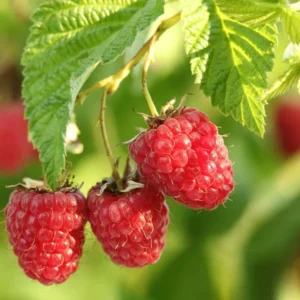 Nova Red Raspberry Plant - Live Raspberry Bush - 1 Gallon Edible Berry Plant