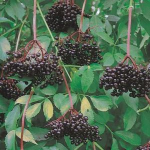 Live Elderberry Bush Plants - 1-3 Feet Tall - Ready for Planting