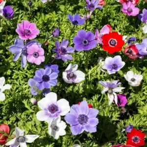 Hot Anemone Collection Flower Bulbs - 75 Bulbs Per Pack