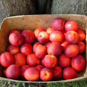 Summer Beaut Nectarine Tree Live Plant, 3 to 4 Feet Tall Bare Root, Winter Hardy for Gardening Outdoor, Dormant, No Leaf