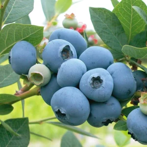 Sweetheart Blueberry Plant Live for Planting, Large Sweet Crisp Blueberries, Early-Season Harvest, High Yield, Live Plant 4 Inch Potted