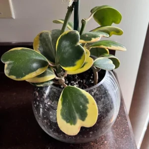 Hoya Kerrii Heart Plant Live - Variegated Hoya, 3-4 Inch Plant
