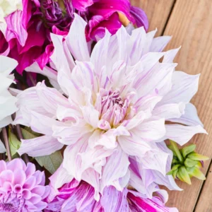 Mom's Special Dahlia - 3 Bulbs Per Pack – Easy to Grow Perennial Flower Bulbs – Colorful Spring Flowers