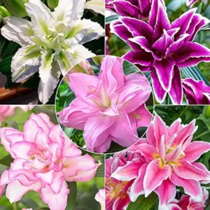 Roselily Double Oriental Lily Mix Flower Bulbs - 9 Lily Bulbs per Pack - Pleasantly Scented - Perennializing