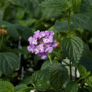 Trailing Lavender Lantana Live Plant - 4-6 Inch Perennial Flowers Outdoor