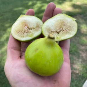 LSU Gold Fig Tree - Live Edible Fruit Tree - 2-3 Feet - Patio & Garden Plant
