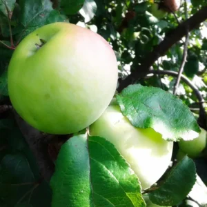 Mutsu Apple Tree 4-5 Ft Bare Root - Crisp, Juicy & Tart