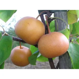 Dwarf Chojuro Asian Pear Tree - Pear Tree 1.5 to 3 Feet