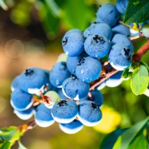 Live Blueberry Plant - 4 Inch Potted Highbush Variety for Outdoor Planting