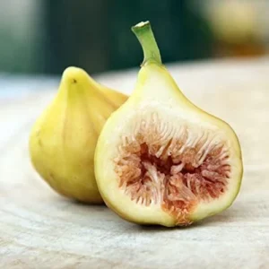 LSU Gold Fig Tree - Live Edible Fruit Tree - 2-3 Feet - Patio & Garden Plant