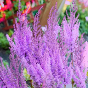 Purple Candles Astilbe Bulbs - 1 Bulb Pack - Easy to Grow Flowering Plant