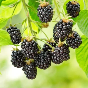 Ouachita Thornless Blackberry Plant Live 1 Gallon Pot Bush